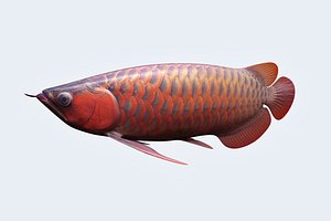 arowana animal super 3D model