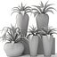 Agave collection