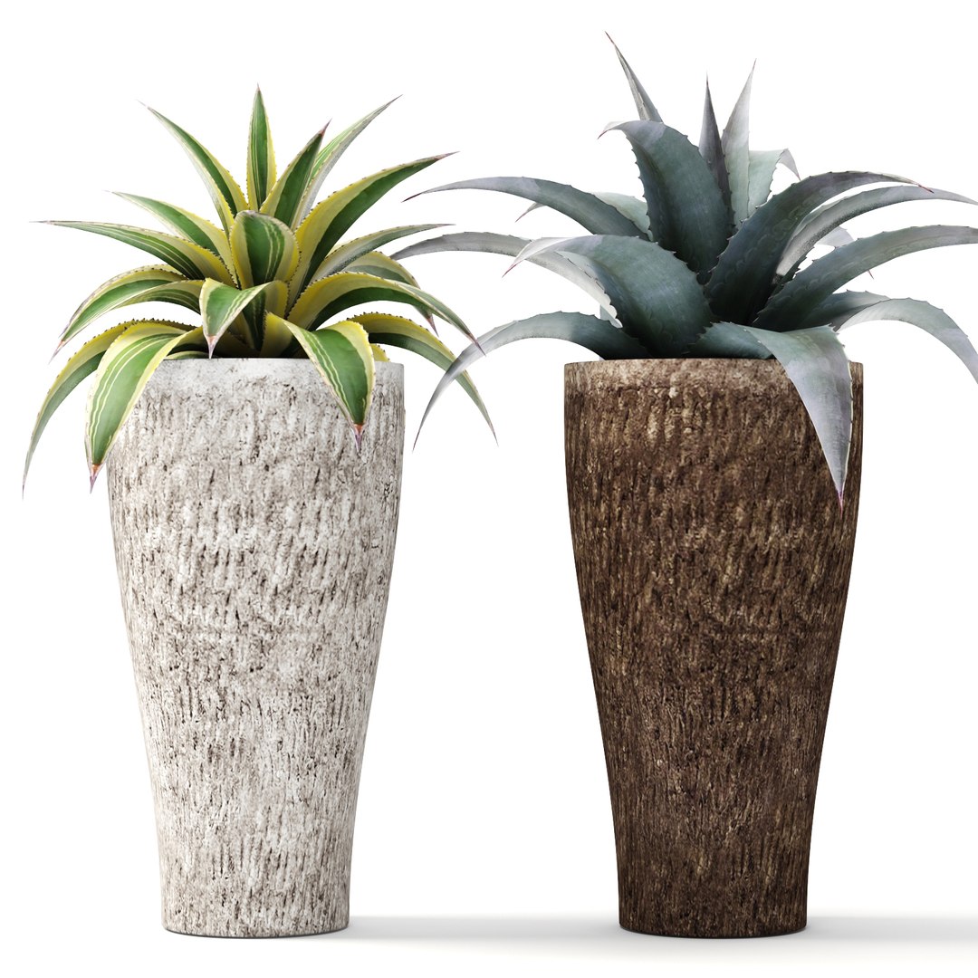 agave pots ma https://p.turbosquid.com/ts-thumb/Jd/ObnShs/P1qS4dfL/agave02/jpg/1484510709/1920x1080/fit_q87/de65e5ec09eb0f383347f71a92598e75e31d3b6b/agave02.jpg
