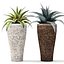 Agave collection
