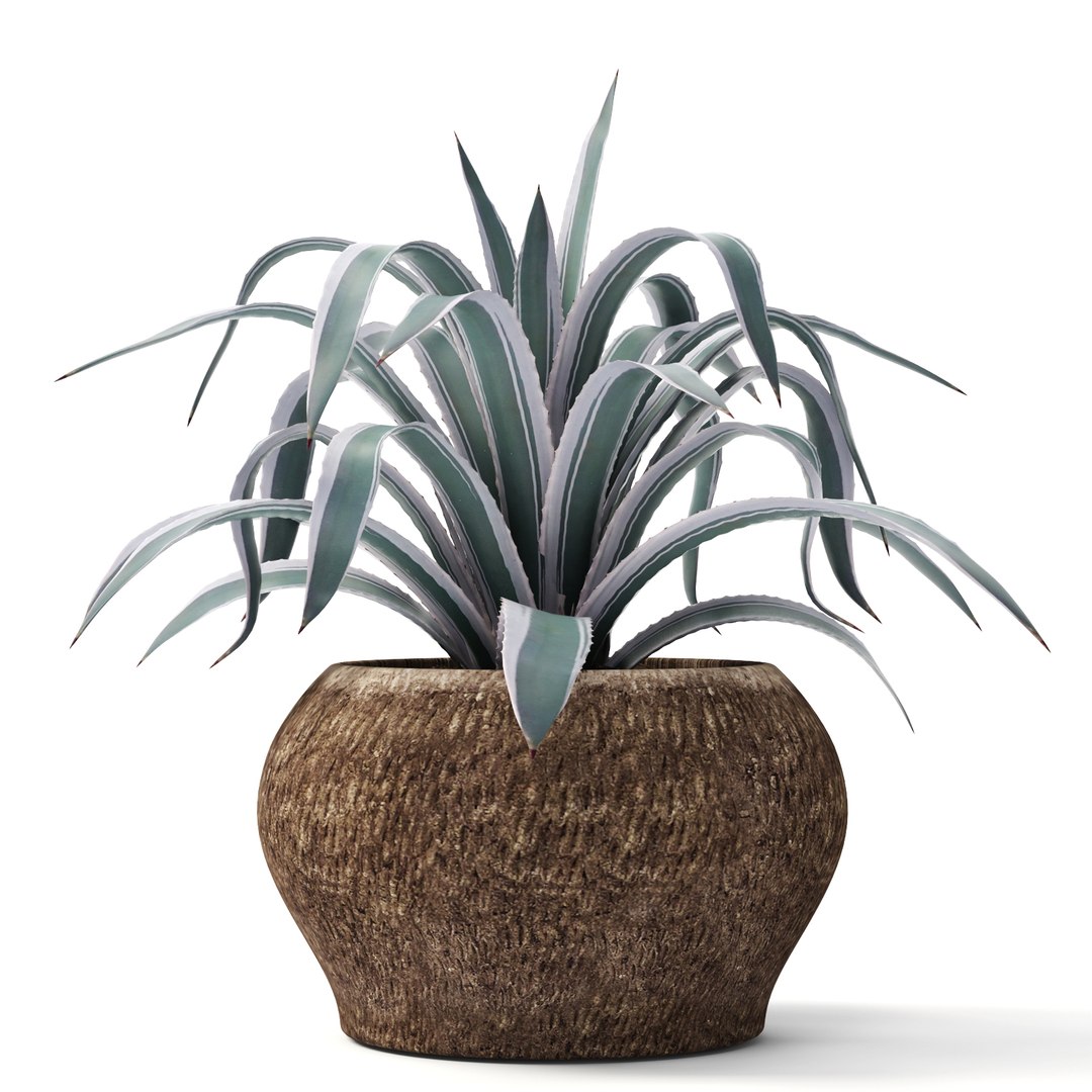 agave pots ma https://p.turbosquid.com/ts-thumb/Jd/ObnShs/TWckjaGE/agave01/jpg/1484510709/1920x1080/fit_q87/e4f58bc9742fbe79ab69aa589409e6ac6c602325/agave01.jpg