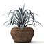 Agave collection