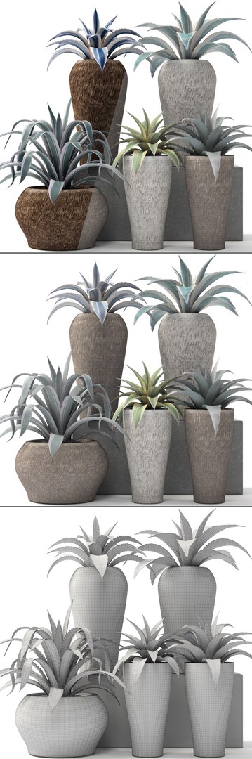 agave pots ma https://p.turbosquid.com/ts-thumb/Jd/ObnShs/ebi9kunJ/agave12/jpg/1484510709/1920x1080/fit_q87/3ac4300ed104229486100ba792dc57e7a4b4ce31/agave12.jpg