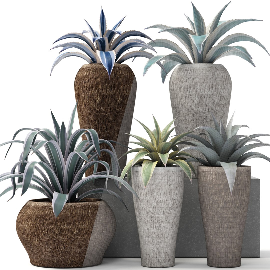 agave pots ma https://p.turbosquid.com/ts-thumb/Jd/ObnShs/m0cjVZsg/agave11/jpg/1484510709/1920x1080/fit_q87/3a7ddd9d491c3e9890dd659ff6f775723cf10960/agave11.jpg