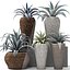 Agave collection