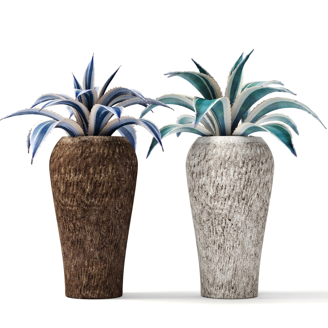 agave pots ma https://p.turbosquid.com/ts-thumb/Jd/ObnShs/msAnYtIN/agave03/jpg/1484510709/1920x1080/fit_q87/af1826e932adc20ed4654c9ff2534a27d766e9e1/agave03.jpg