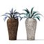 Agave collection