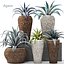 Agave collection