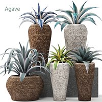 Agave collection