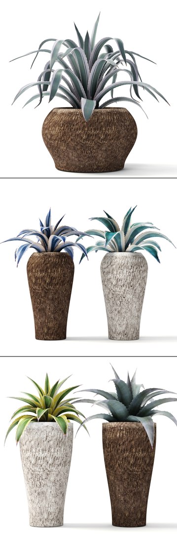 agave pots ma https://p.turbosquid.com/ts-thumb/Jd/ObnShs/tfzToP2G/agave04/jpg/1484510709/1920x1080/fit_q87/0764ffa7a544dfbe659f0c05a6cd2d03963893b8/agave04.jpg