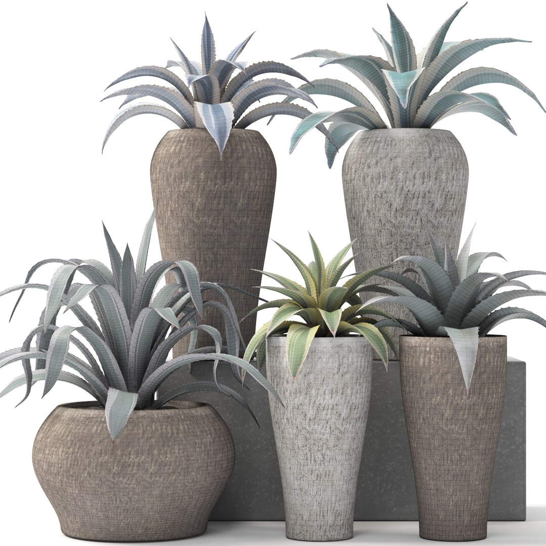 agave pots ma https://p.turbosquid.com/ts-thumb/Jd/ObnShs/tjDO8oAG/agave10/jpg/1484510709/1920x1080/fit_q87/332a5e099b0dd3e495549d54a2af0b96cff67d5a/agave10.jpg