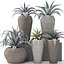 Agave collection