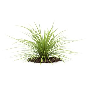Yucca Plant (Yucca baileyi)