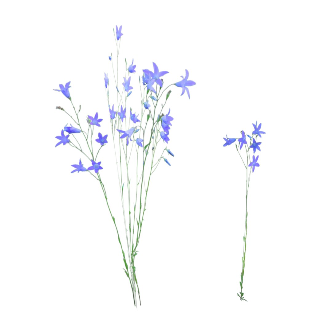 obj european wildflowers 1 https://p.turbosquid.com/ts-thumb/Jd/Z0L47O/BD00m6BE/camplanula_patula_1/png/1424467497/1920x1080/fit_q87/b442df541e16dfe46af2e3e0cb986f92797b4c1a/camplanula_patula_1.jpg