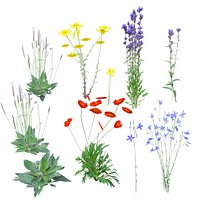 European Wildflowers 1