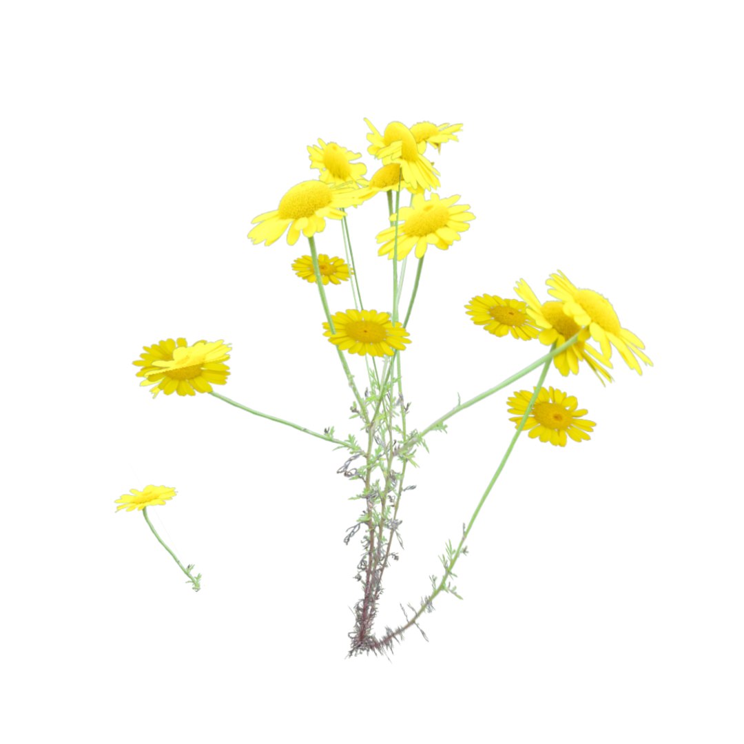 obj european wildflowers 1 https://p.turbosquid.com/ts-thumb/Jd/Z0L47O/q1ySuIMh/anthemis_1/png/1424467497/1920x1080/fit_q87/dc9d73a78f73f1003e9b3853b2efea6a77da44e4/anthemis_1.jpg