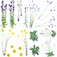 Europäische Wildblumen 1