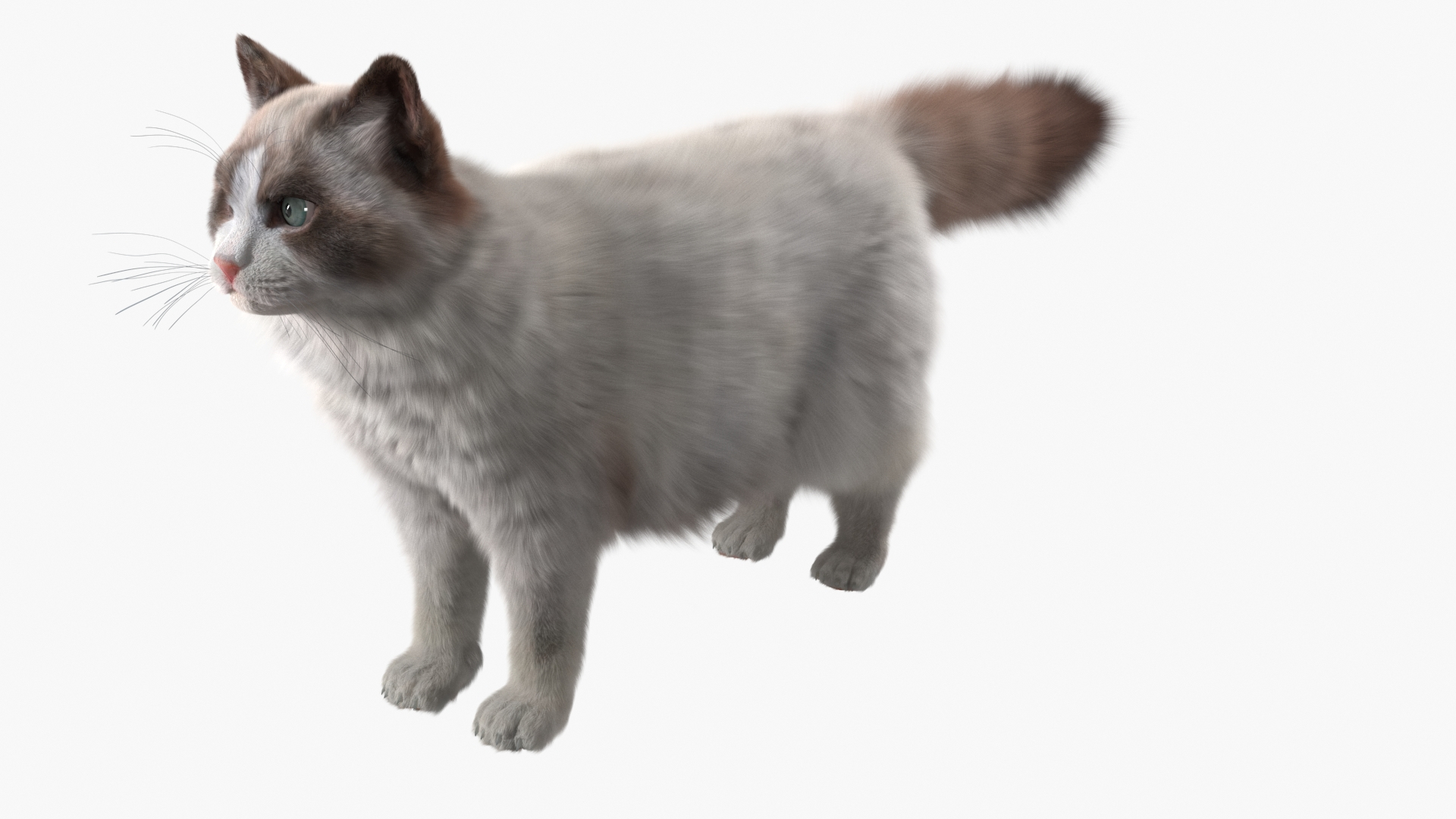 Ragdoll Cat Fur For Maya 3D Model - TurboSquid 2471117