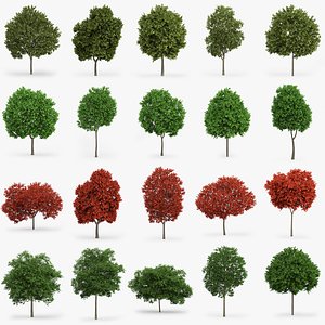 Maple Trees Collection
