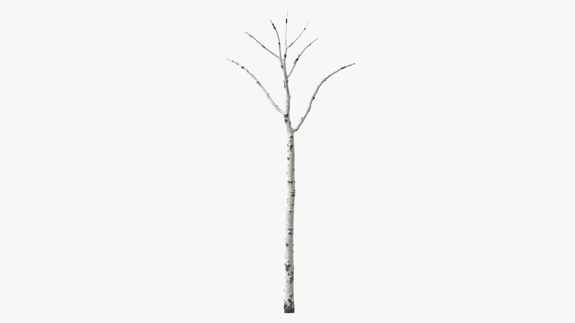 Birch Tree Trunk 3D model preview