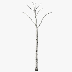 Birch Tree Trunk
