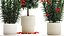 Beautiful plants red flowers Nerium oleander in pots 1367