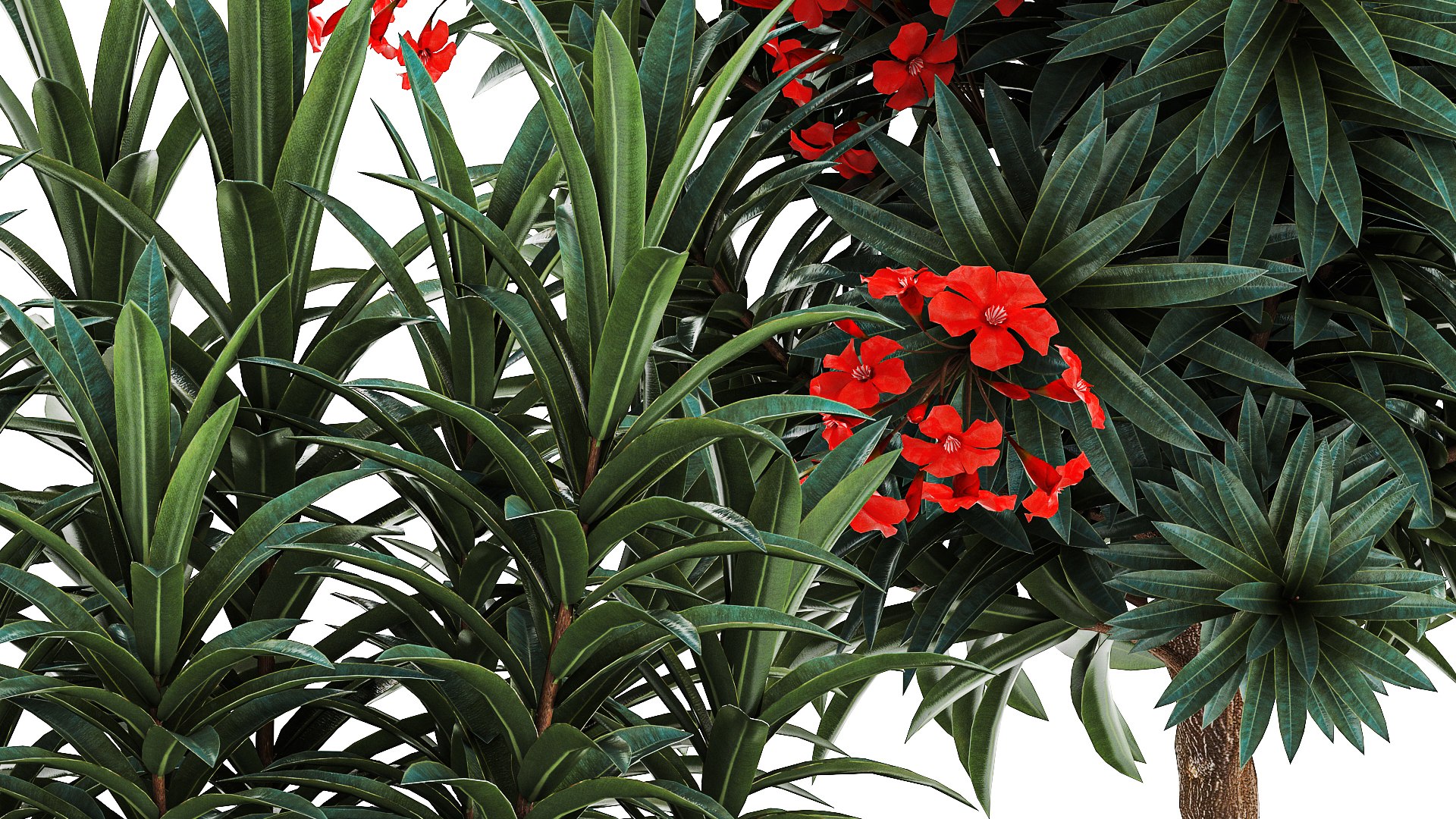 3D Beautiful plants red flowers Nerium oleander in pots 1367 https://p.turbosquid.com/ts-thumb/Jd/eIx8sf/TV/1neriumoleander2607202307/jpg/1690537591/1920x1080/fit_q87/20918505f4eb82ef577f57011ffad907da6e86ea/1neriumoleander2607202307.jpg