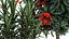 Beautiful plants red flowers Nerium oleander in pots 1367