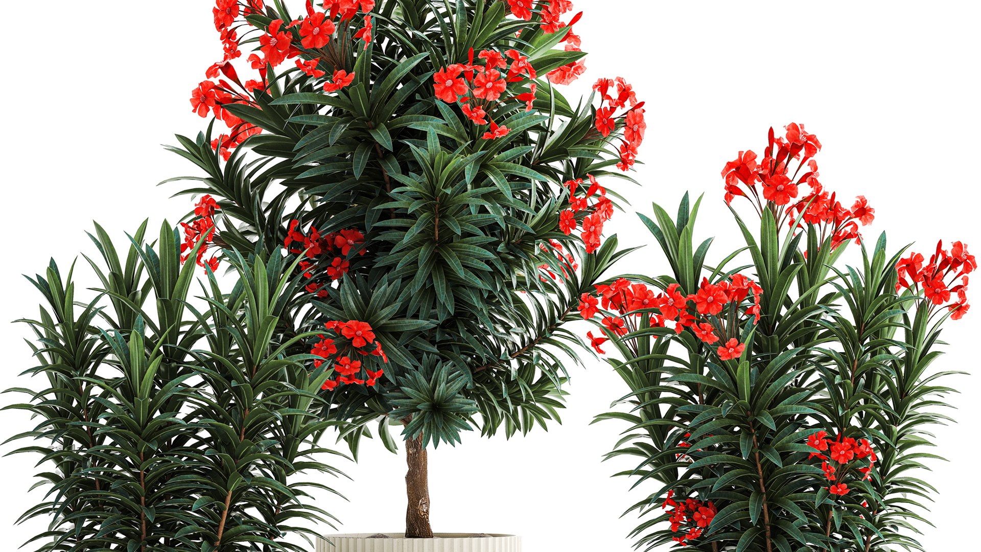 3D Beautiful plants red flowers Nerium oleander in pots 1367 https://p.turbosquid.com/ts-thumb/Jd/eIx8sf/hP/1neriumoleander2607202304/jpg/1690537585/1920x1080/fit_q87/0f96fd5b735515c2213c6c2d988944486b173fe8/1neriumoleander2607202304.jpg