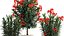 Beautiful plants red flowers Nerium oleander in pots 1367