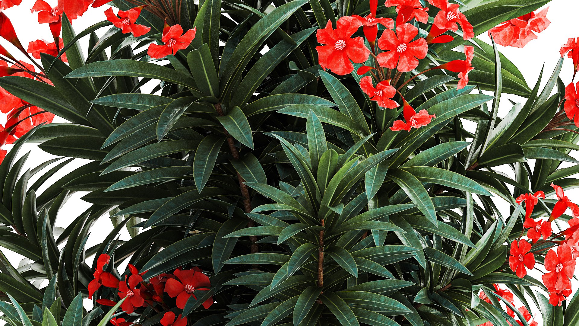 3D Beautiful plants red flowers Nerium oleander in pots 1367 https://p.turbosquid.com/ts-thumb/Jd/eIx8sf/iI/1neriumoleander2607202308/jpg/1690537593/1920x1080/fit_q87/2d24284641bc92d7f0fd05c464cd919bddb87477/1neriumoleander2607202308.jpg