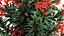 Beautiful plants red flowers Nerium oleander in pots 1367