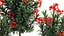 Beautiful plants red flowers Nerium oleander in pots 1367