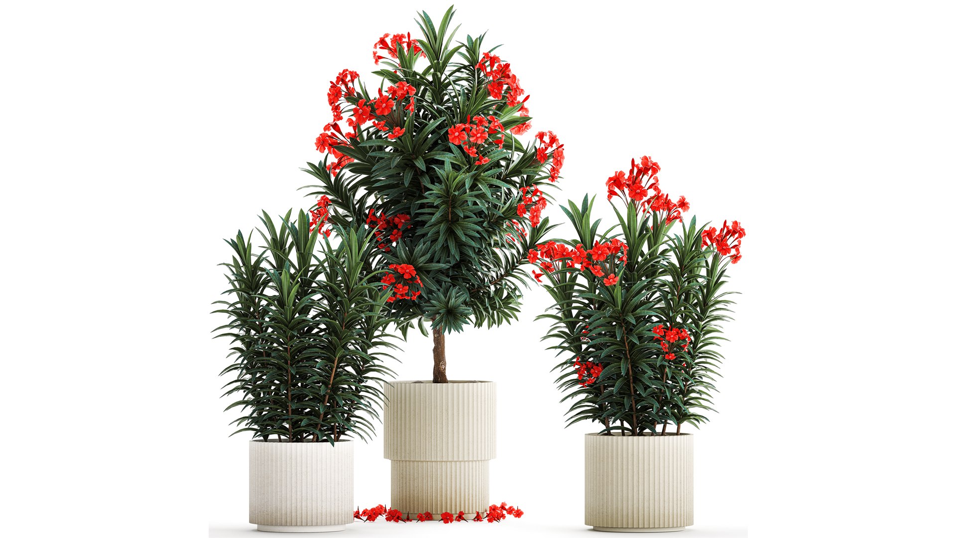 3D Beautiful plants red flowers Nerium oleander in pots 1367 https://p.turbosquid.com/ts-thumb/Jd/eIx8sf/qt/1neriumoleander2607202303/jpg/1690537582/1920x1080/fit_q87/160c80ffa154a6a46fd13e1275d5b5eb98a28112/1neriumoleander2607202303.jpg