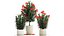 Beautiful plants red flowers Nerium oleander in pots 1367