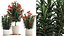 Beautiful plants red flowers Nerium oleander in pots 1367