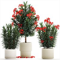 Beautiful plants red flowers Nerium oleander in pots 1367