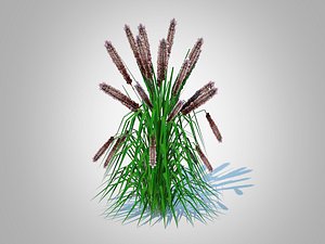 3D Pennisetum alopecuroides - Moudry Fountain Grass model