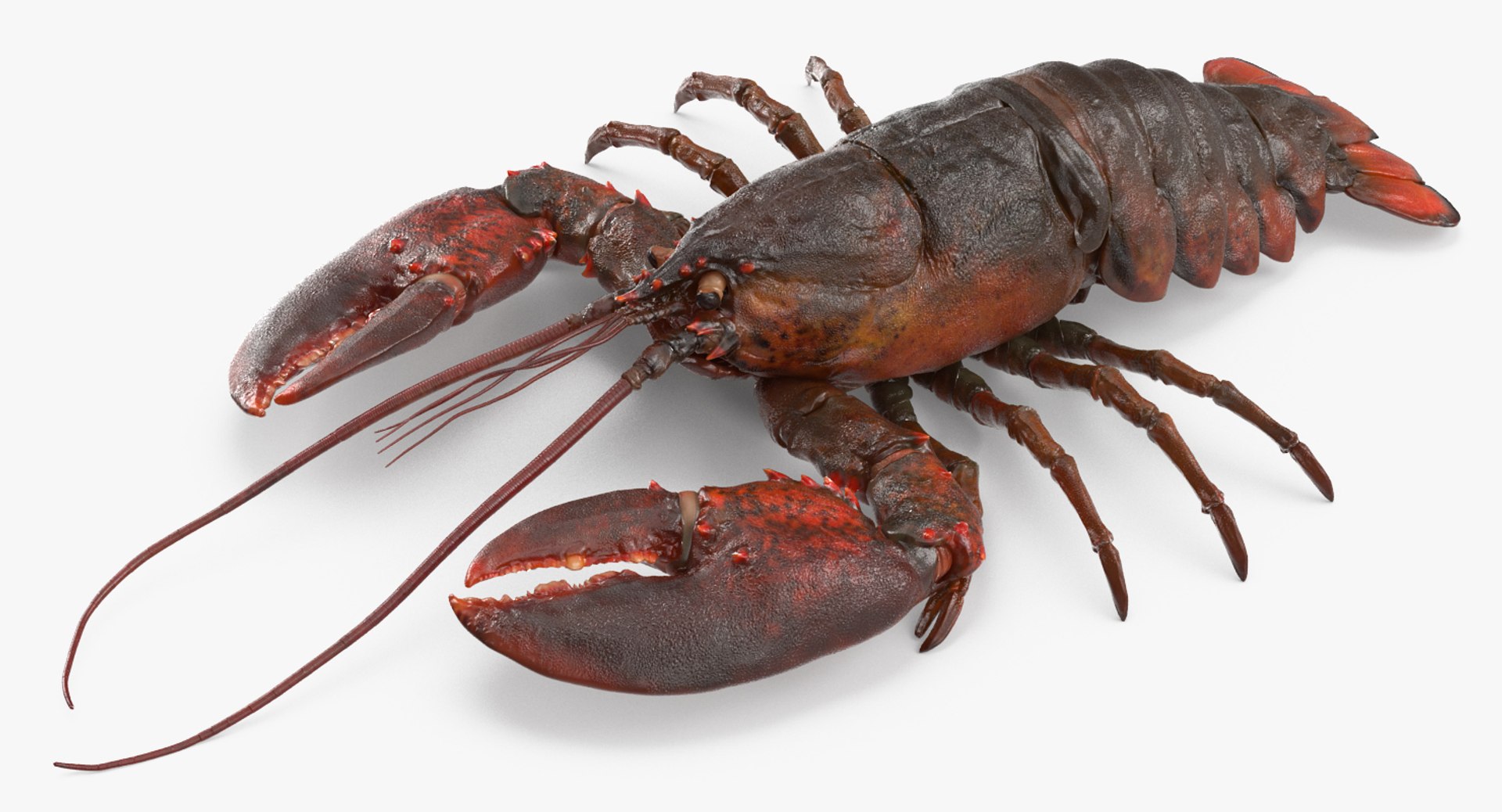 Lobster Rigged 3D model preview