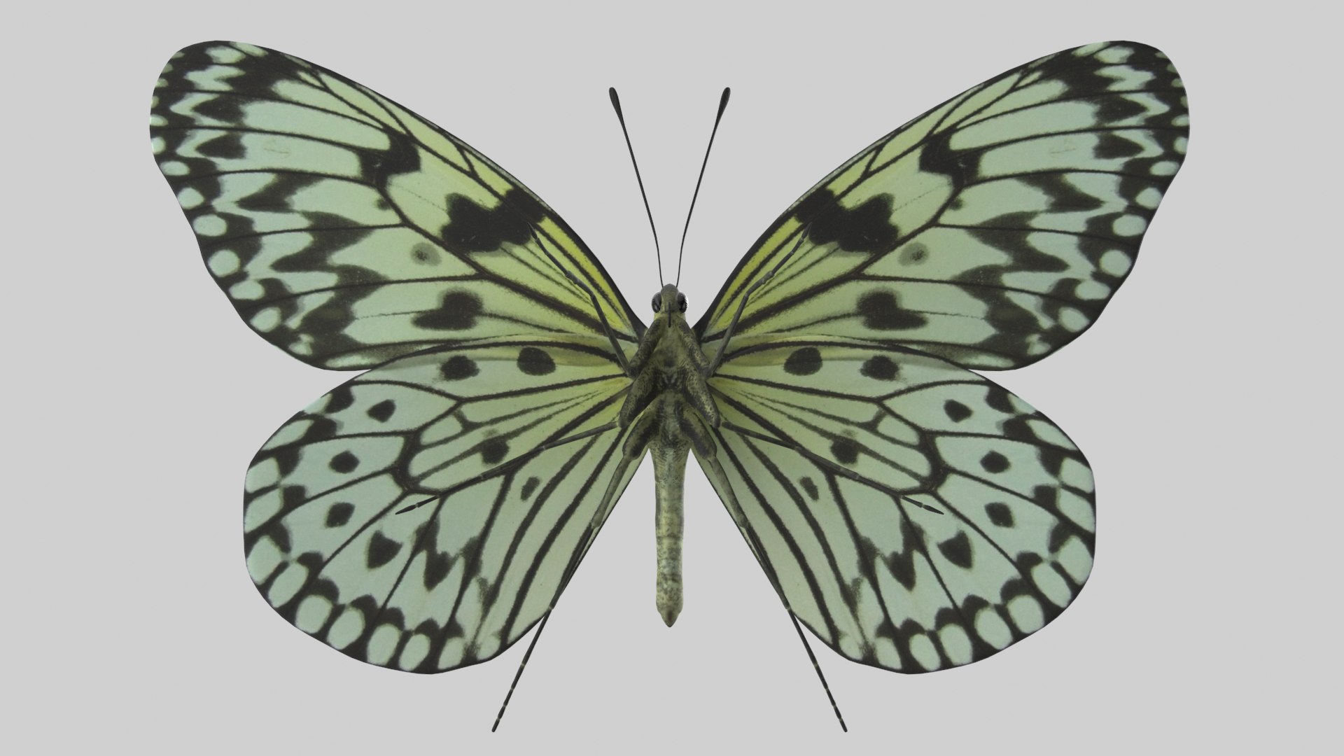 Tree Nymph Butterfly 3D Model - TurboSquid 2007752