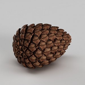 Fir Cone