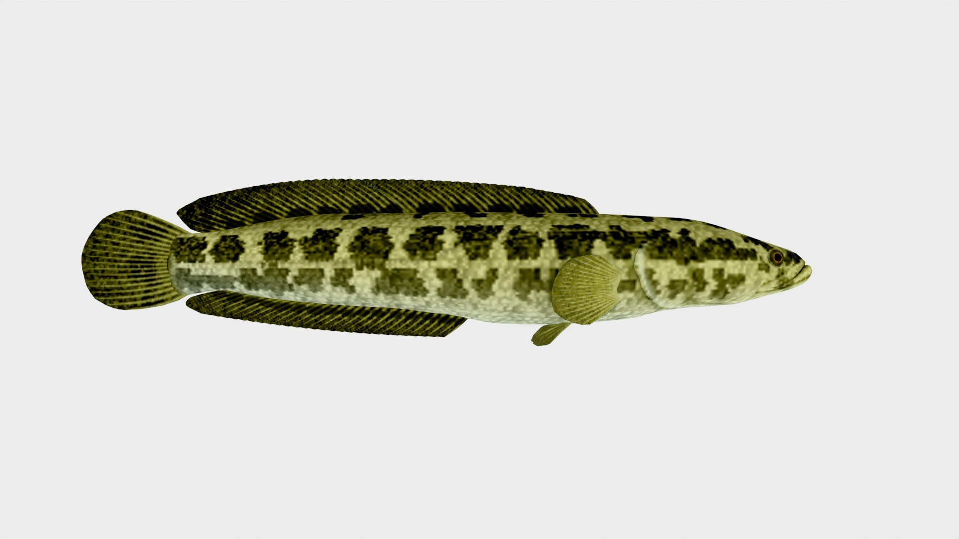 Snakehead Fish 3D Model Low Poly 3D - TurboSquid 2242580