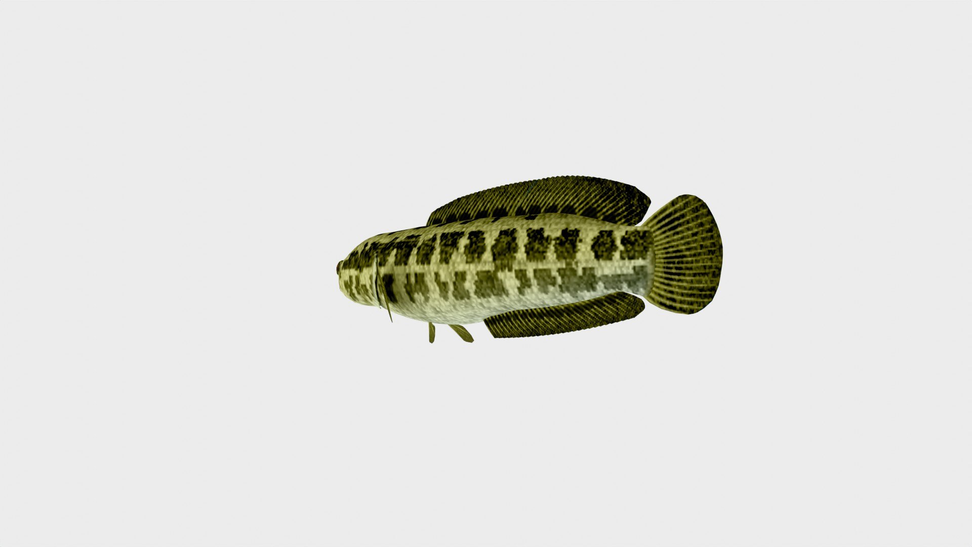 Snakehead Fish 3D Model Low Poly 3D - TurboSquid 2242580