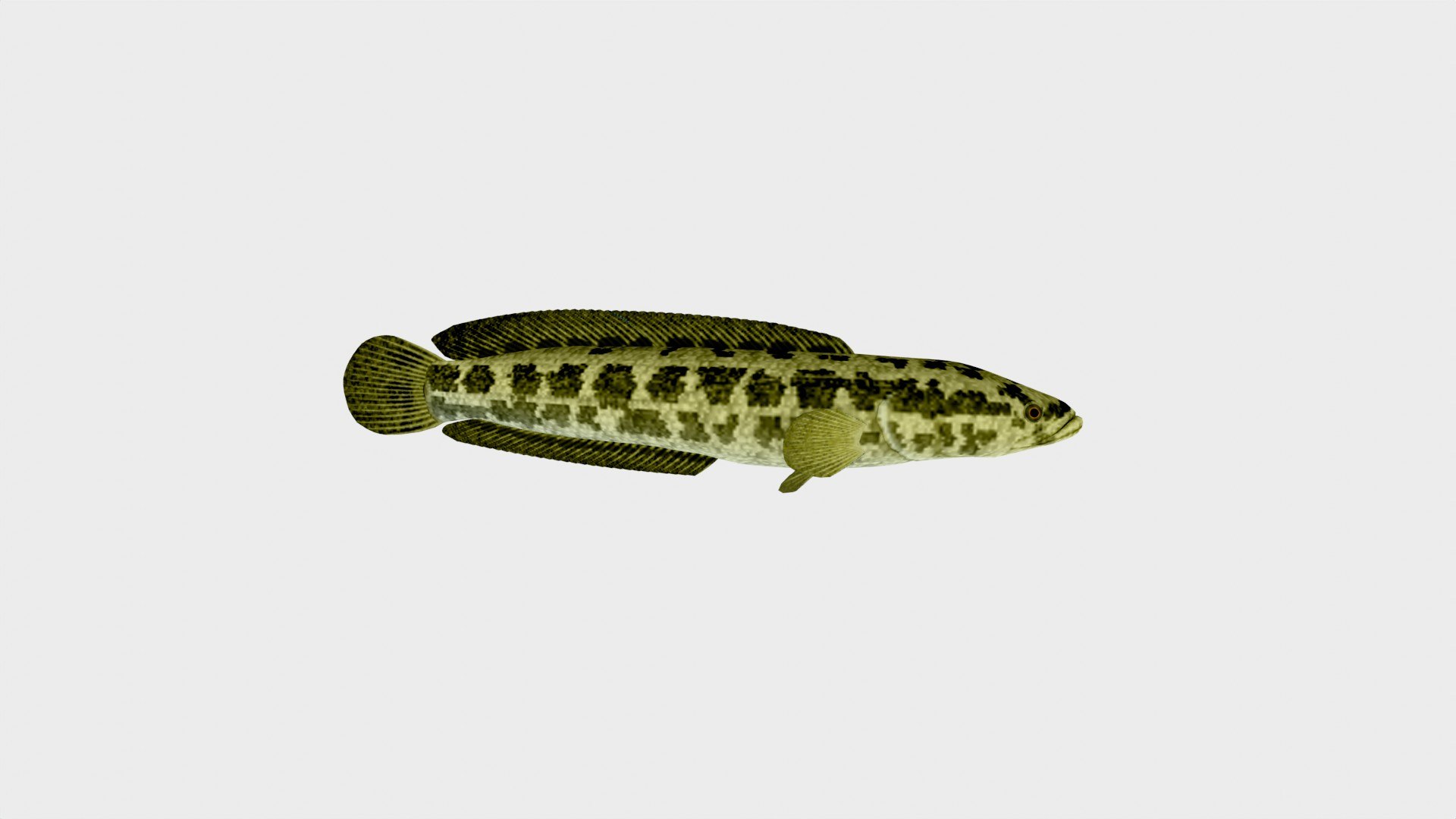 Snakehead Fish 3D Model Low Poly 3D - TurboSquid 2242580