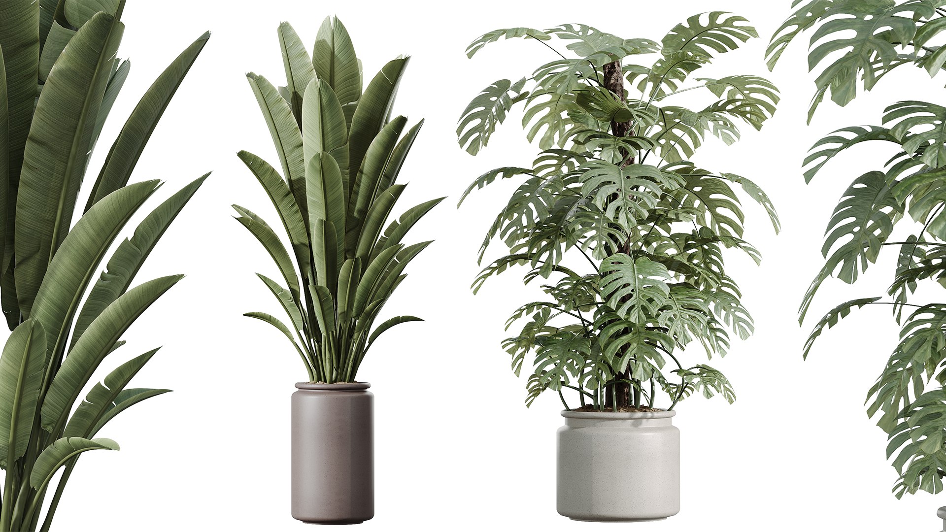 3D AV Indoor Plants Set 243 Swiss Cheese and Mission Olive and Bird Of Paradise and Ficus African Fig https://p.turbosquid.com/ts-thumb/Je/7doQZ1/6j/02/png/1749453577/1920x1080/fit_q87/54667cf8d18dbf4d16e5e8686e5047a8e585d9ac/02.jpg
