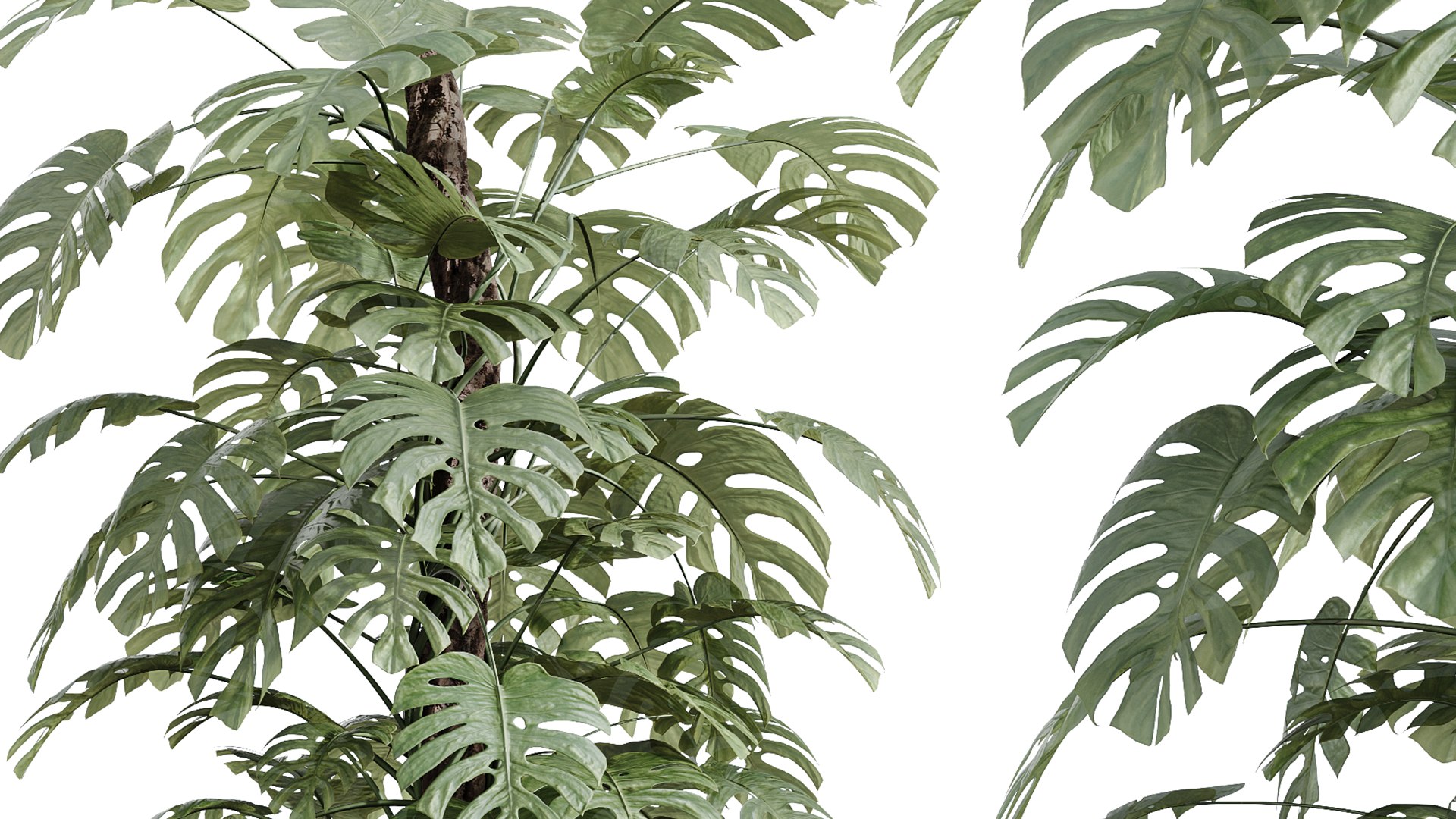 3D AV Indoor Plants Set 243 Swiss Cheese and Mission Olive and Bird Of Paradise and Ficus African Fig https://p.turbosquid.com/ts-thumb/Je/7doQZ1/Dl/05/png/1749453578/1920x1080/fit_q87/f7cc0902d560d9254363fe48c16de3d1981002a8/05.jpg