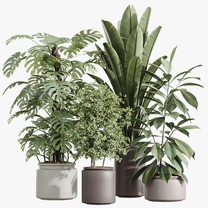 AV Indoor Plants Set 243 Swiss Cheese and Mission Olive and Bird Of Paradise and Ficus African Fig