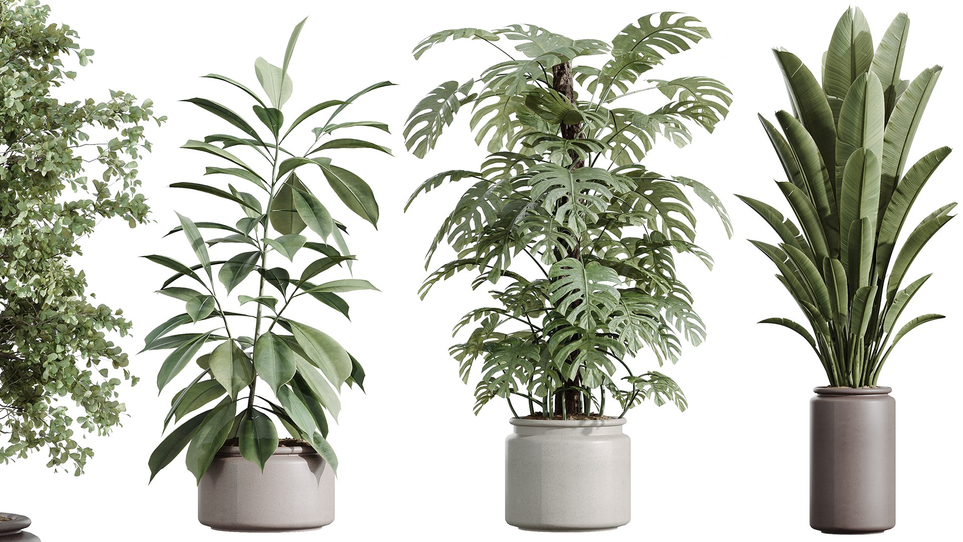 3D AV Indoor Plants Set 243 Swiss Cheese and Mission Olive and Bird Of Paradise and Ficus African Fig https://p.turbosquid.com/ts-thumb/Je/7doQZ1/xc/06/png/1749453578/1920x1080/fit_q87/bade5c57ac70e9097804134800de9315262f3da1/06.jpg