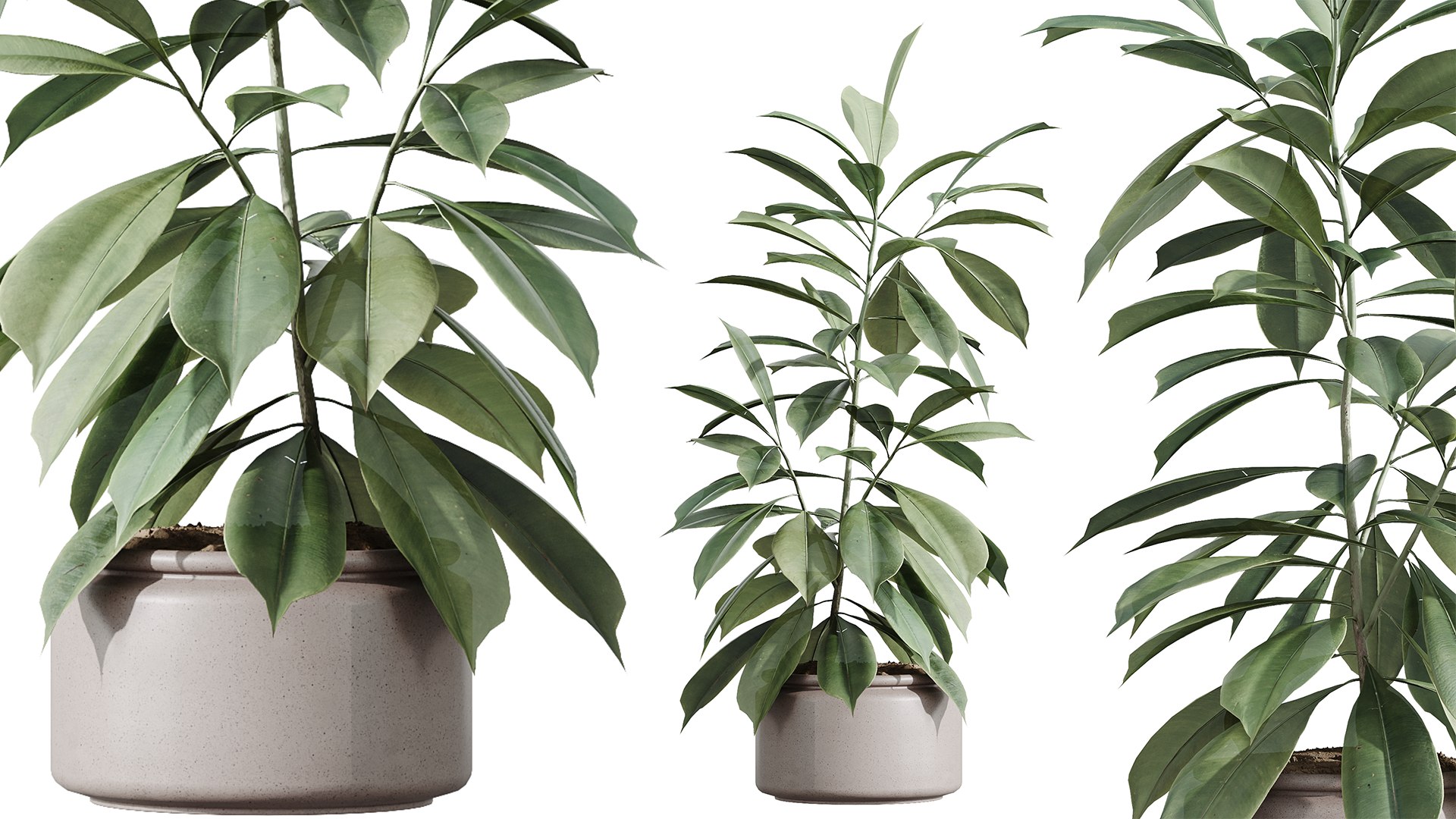 3D AV Indoor Plants Set 243 Swiss Cheese and Mission Olive and Bird Of Paradise and Ficus African Fig https://p.turbosquid.com/ts-thumb/Je/7doQZ1/za/04/png/1749453575/1920x1080/fit_q87/ee7446ef42994638001b10f06453c9401180db45/04.jpg