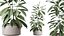 AV 室内植物セット 243 スイスチーズ、ミッションオリーブ、バードオブパラダイス、フィカス アフリカンフィグ